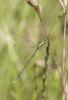 Lestes virens